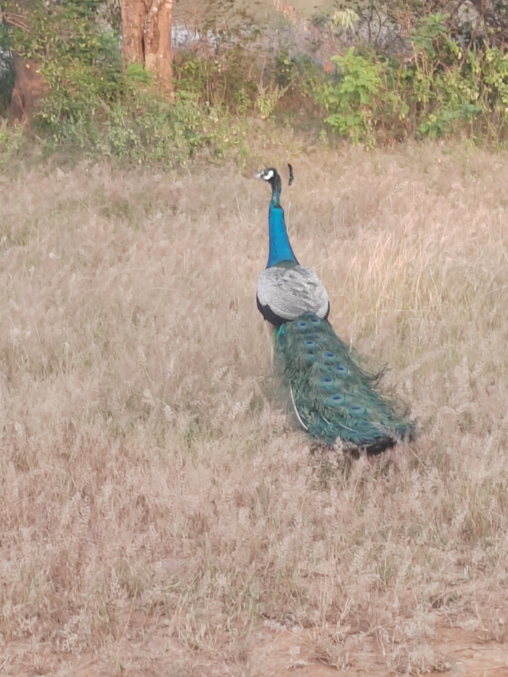 Paon marchant à travers un champ herbeux.