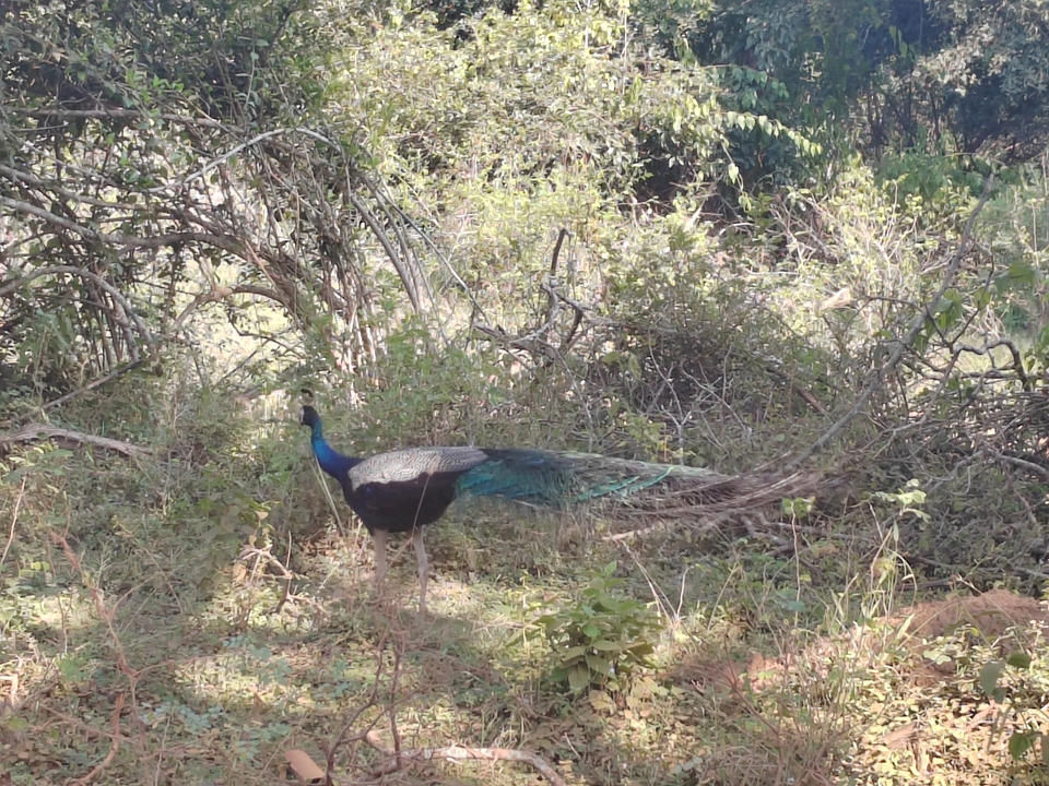Paon debout sur le sol au milieu du feuillage.