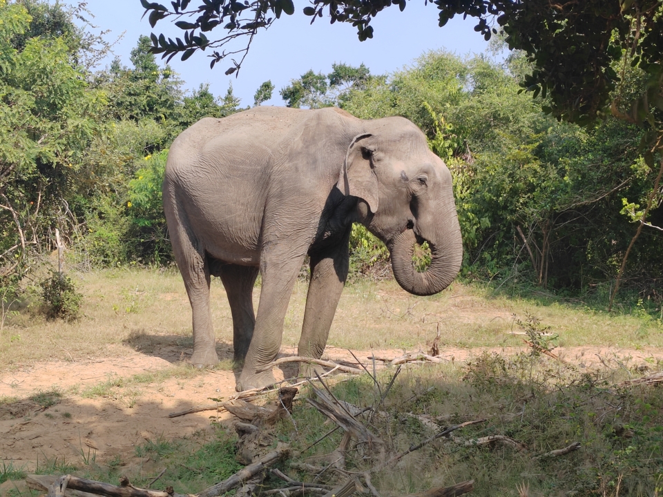 Éléphant debout dans un champ d'herbe.