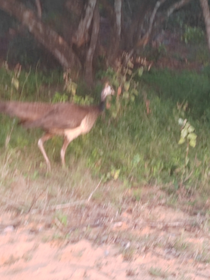 Image floue d'un oiseau marchant dans la verdure.