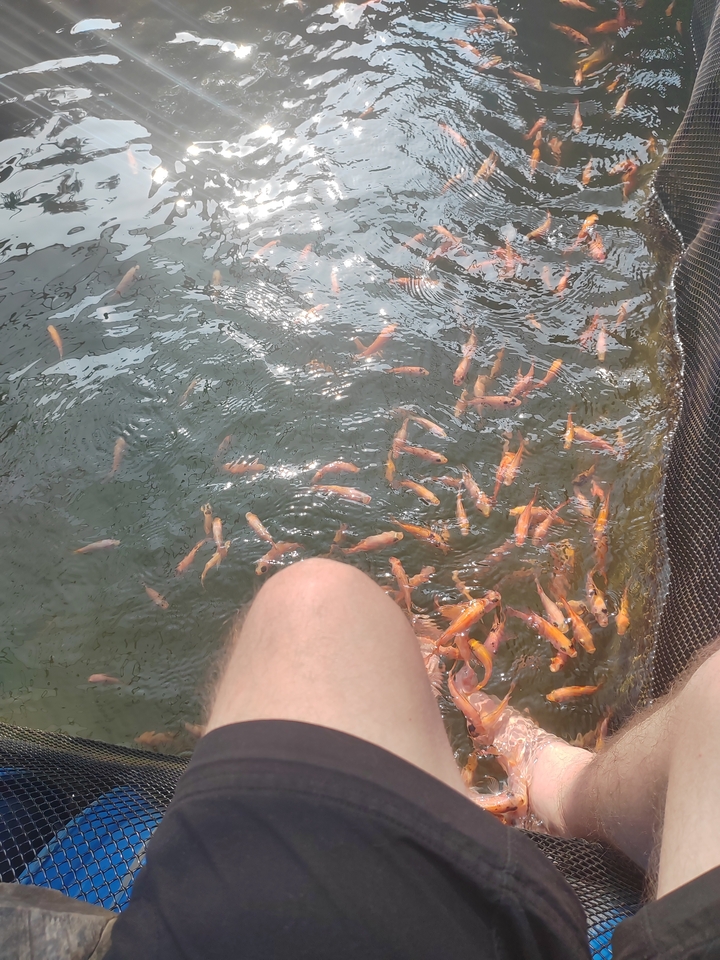 Poissons nageant près de la jambe d'une personne dans l'eau.