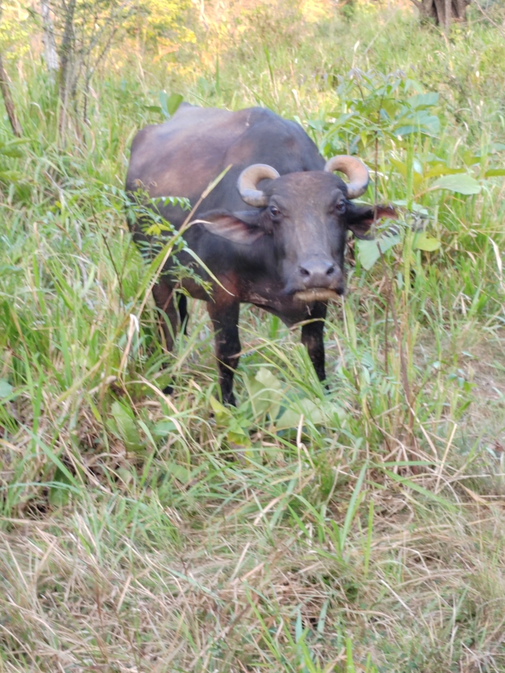 Buffle d'eau debout dans un champ herbeux.