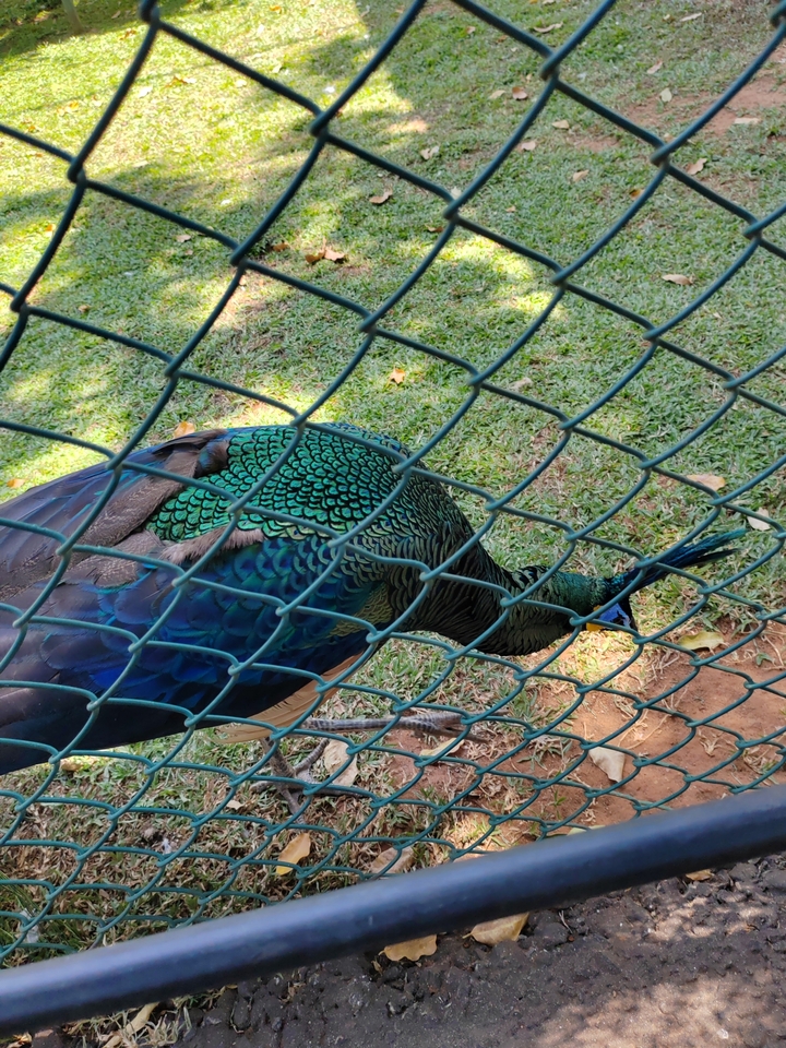 Paon vu à travers une clôture grillagée.