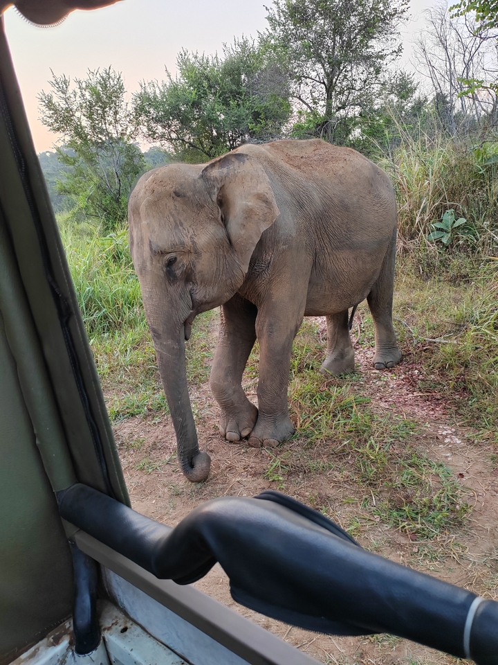 Jeune éléphant marchant près d'un véhicule.