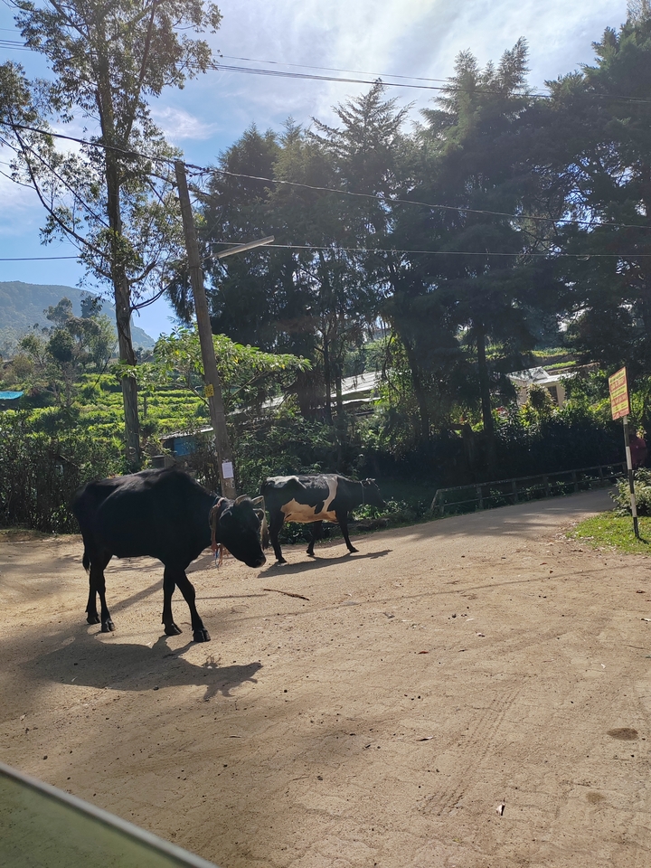 Vaches marchant le long d'une route au milieu de la verdure.