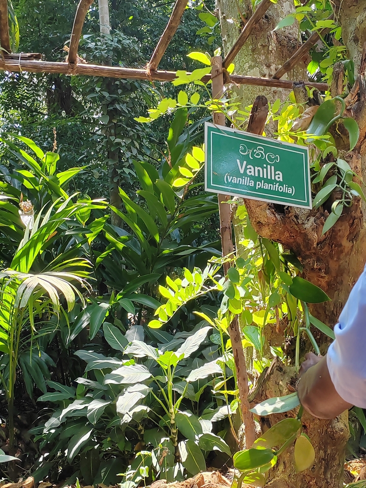 Plante de vanille avec une étiquette dans un jardin.