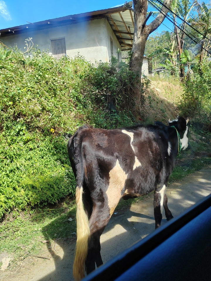 Arrière d'une vache marchant le long d'un sentier.