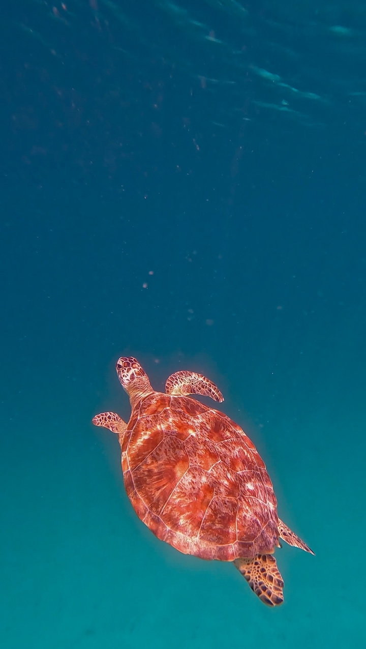 Tortue marine nageant dans les eaux océaniques bleues et claires.