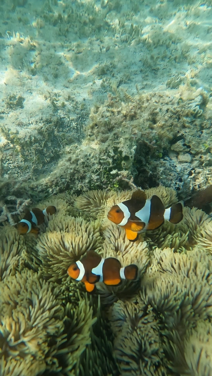Poissons-clowns nageant parmi les récifs coralliens.