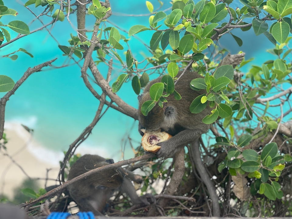 Monkey eating food in a tree overlooking a beach.