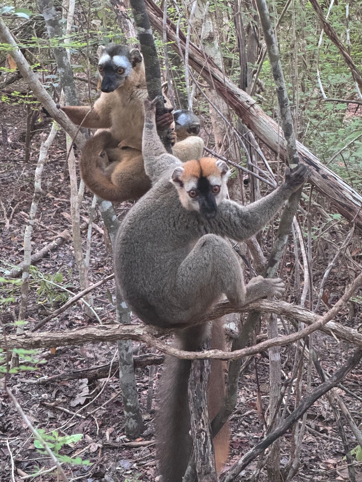 Lemurs sitting on branches in a forest.