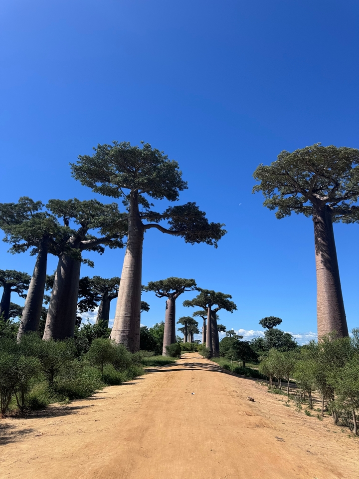 Baobab trees under a clear blue sky.