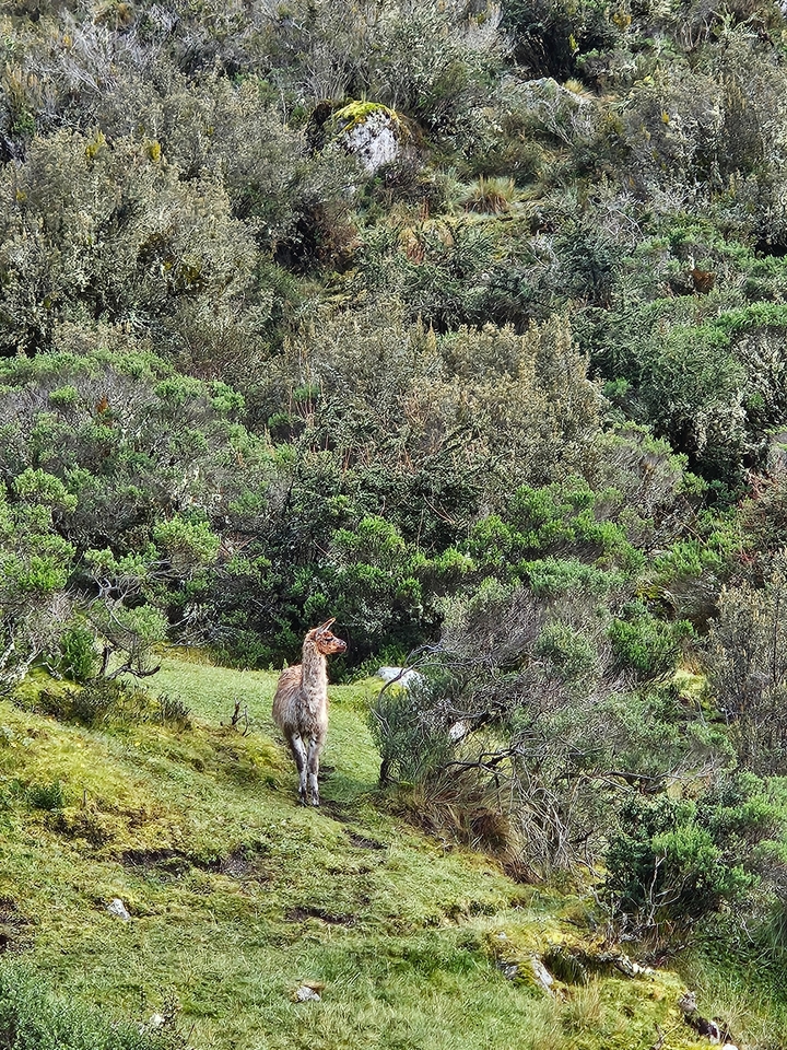 A llama standing on lush green grass with mountains in the background.