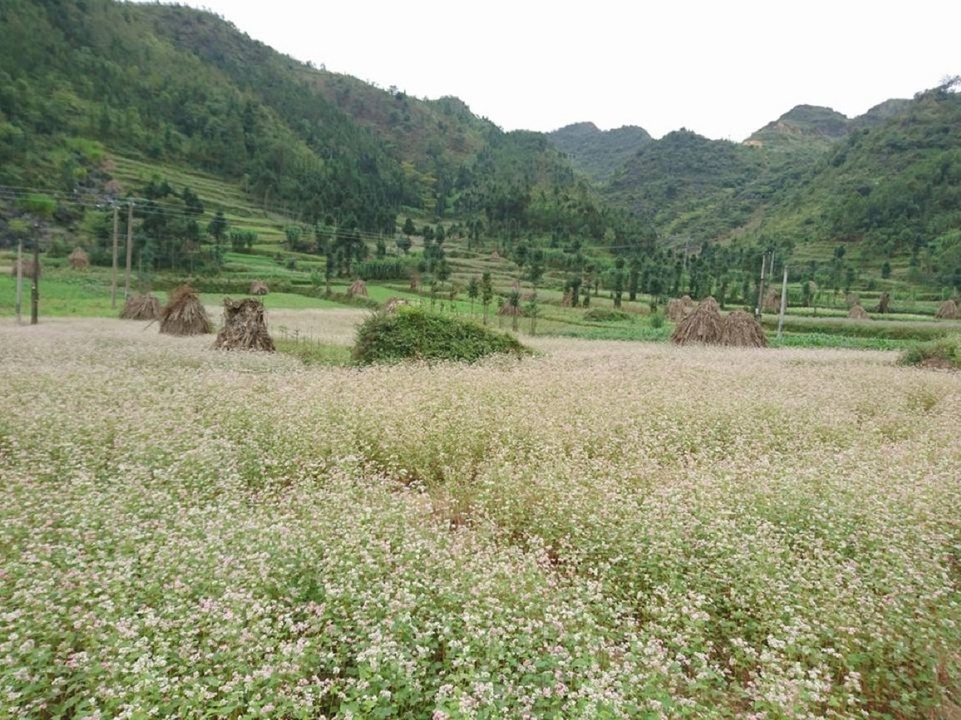 Un vaste champ de fleurs avec des montagnes en arrière-plan.