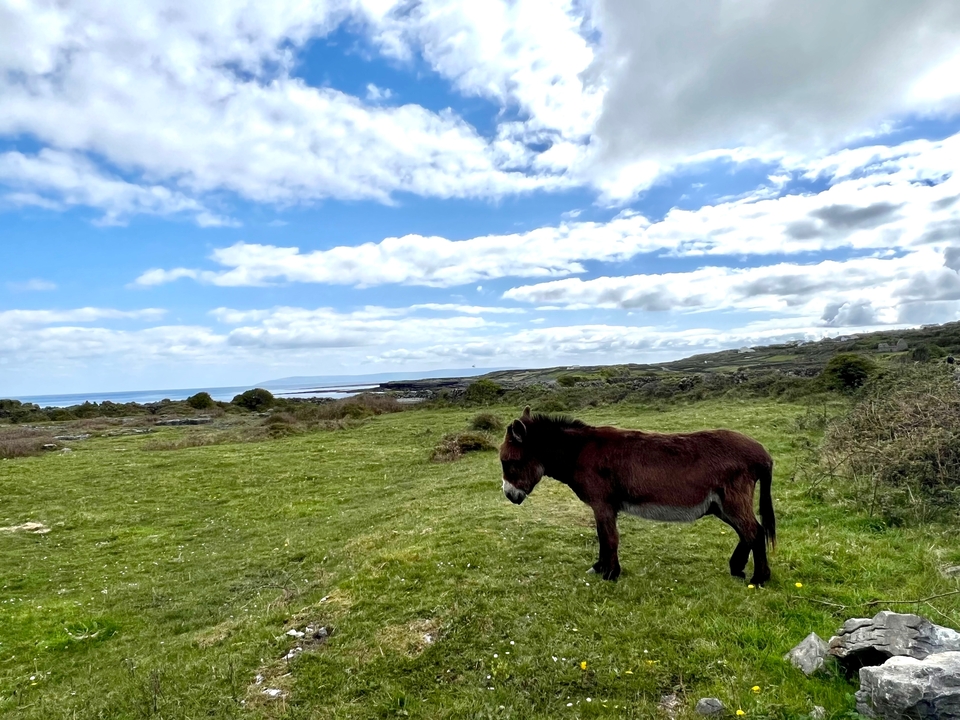 Donkey standing in a field with sea view.