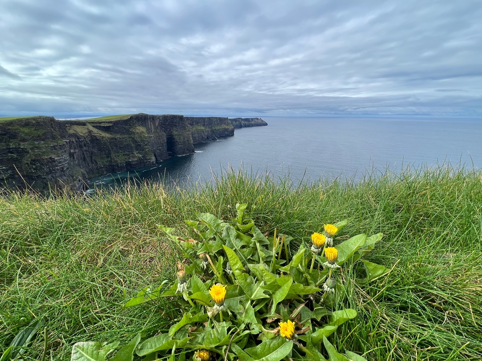 Cliffs of Moher with grassy foreground.