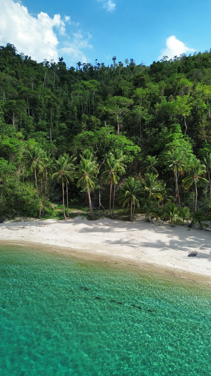 Des palmiers sur une plage de sable blanc avec un feuillage dense.
