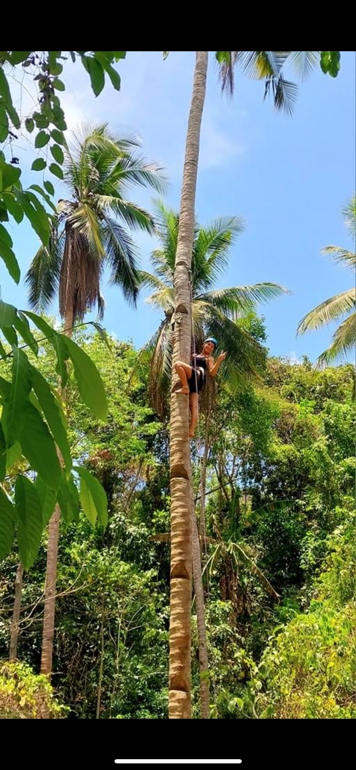 Personne grimpant à un cocotier avec un casque.