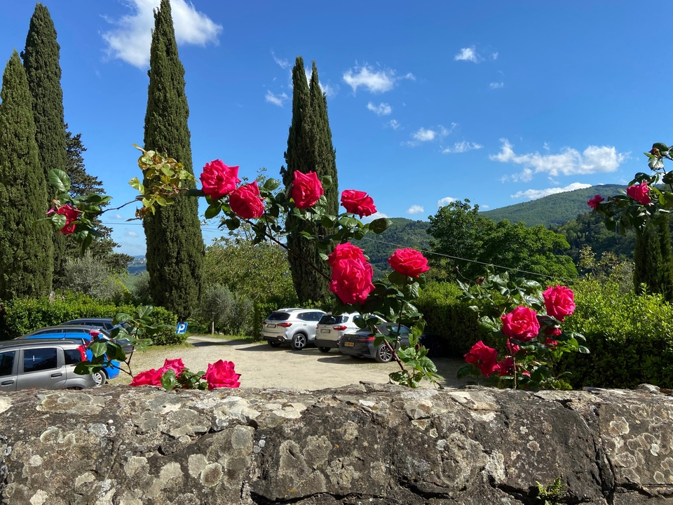 Des roses avec des voitures dans une zone de stationnement.
