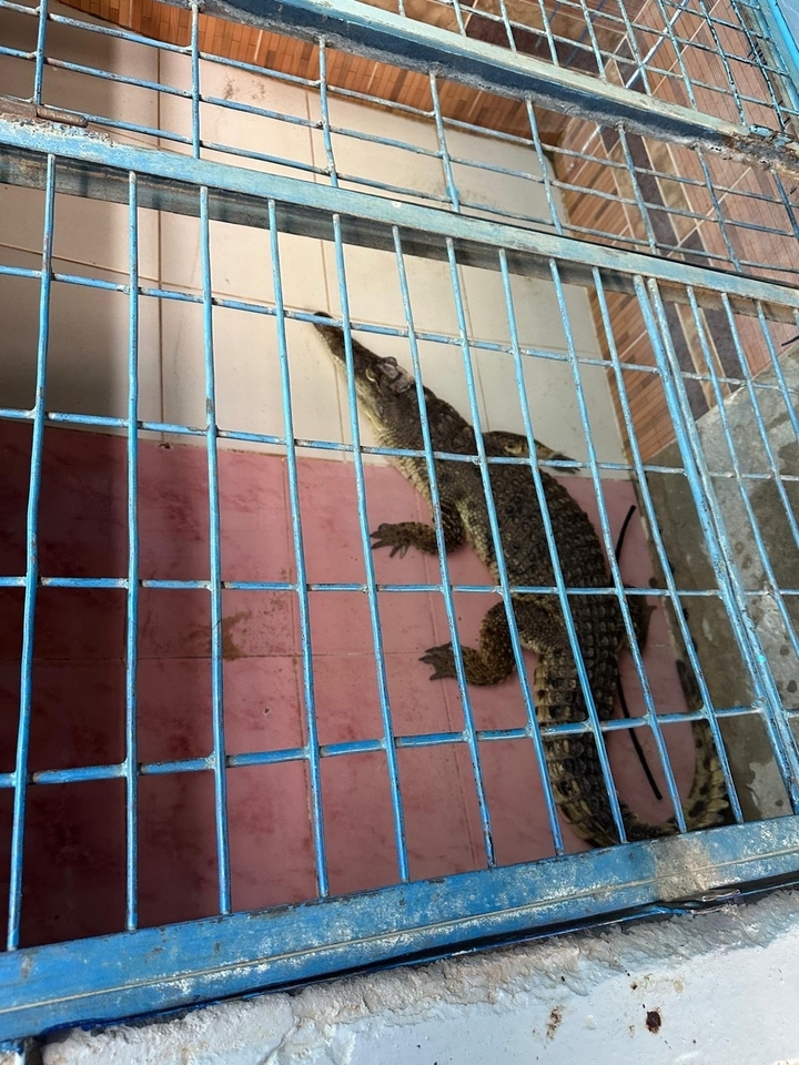 Caged crocodile on display.