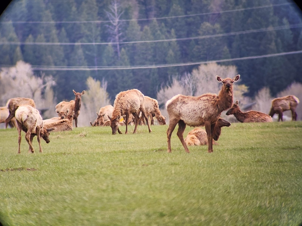 A herd of elk grazing in a field near a forest.