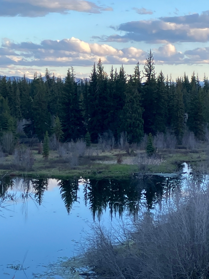 Reflective water surface surrounded by dense forest.