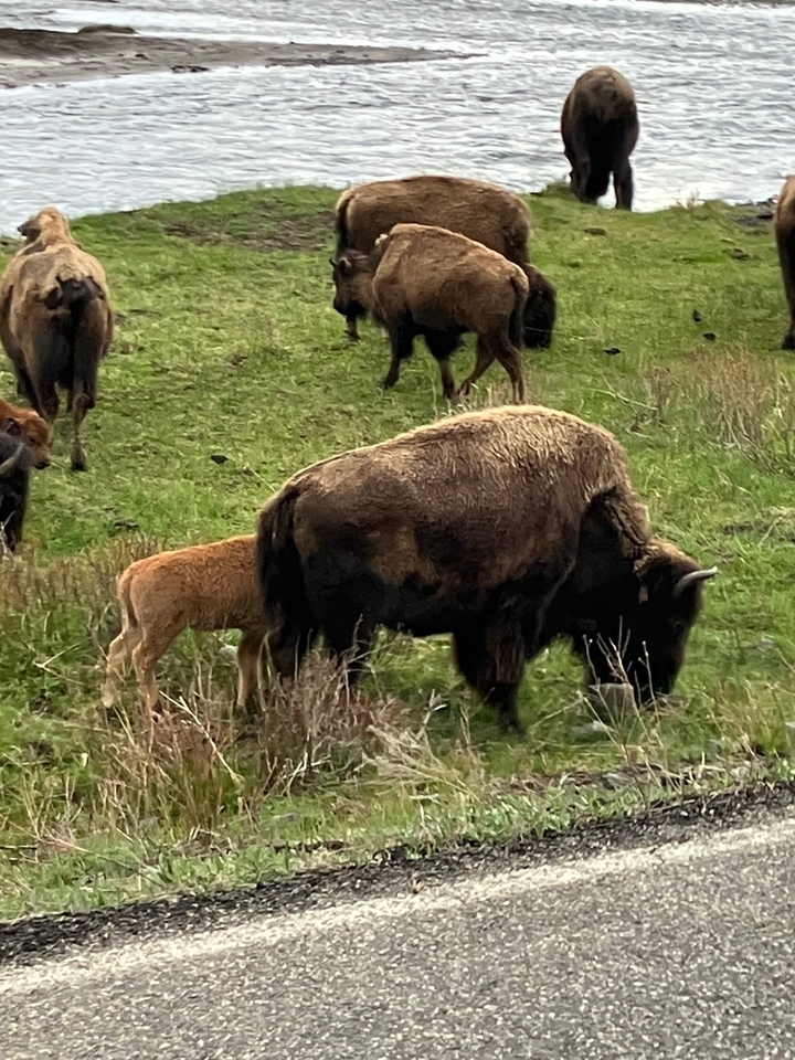 Bison mother with calf grazing in a grassy area.