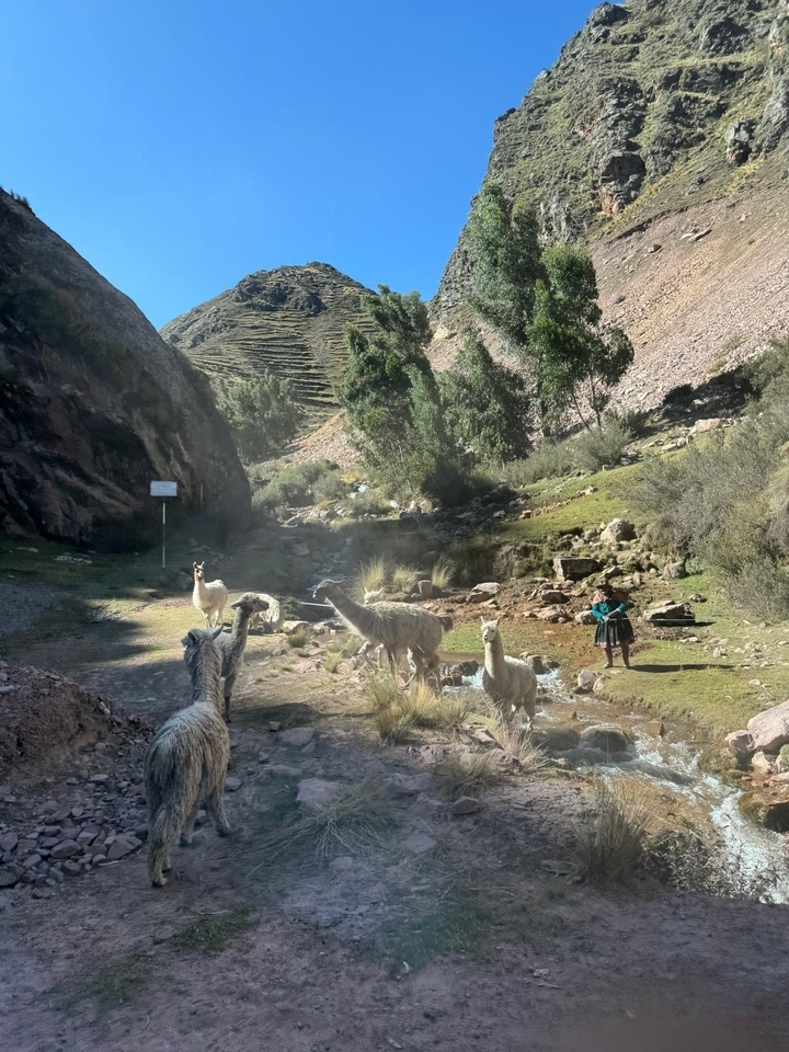 Llamas and a person in traditional attire in a rocky valley with a stream.