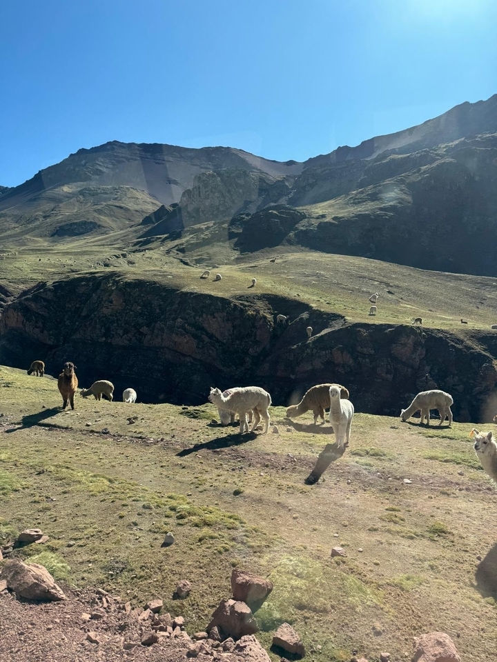 Llamas grazing in a hilly landscape.
