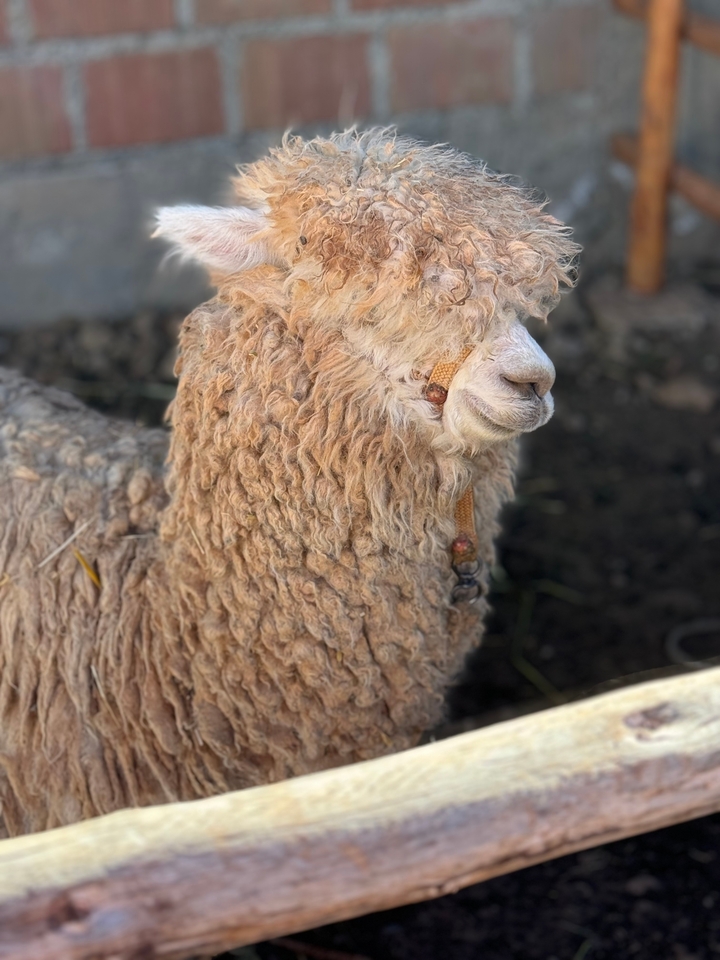 Close-up of a llama with thick woolly fur.