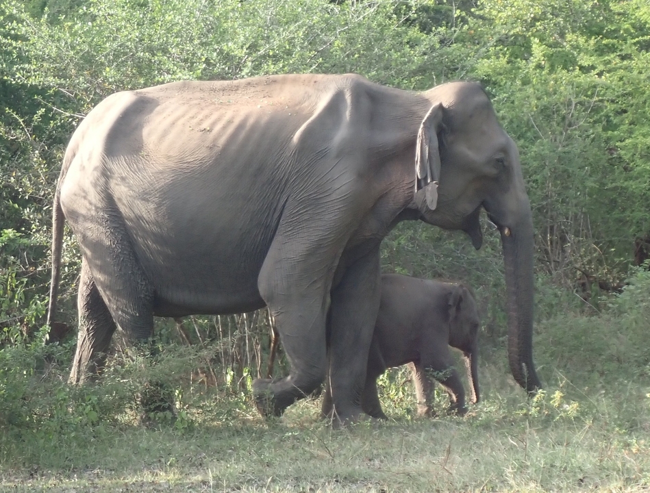 Two elephants walking through the grass.