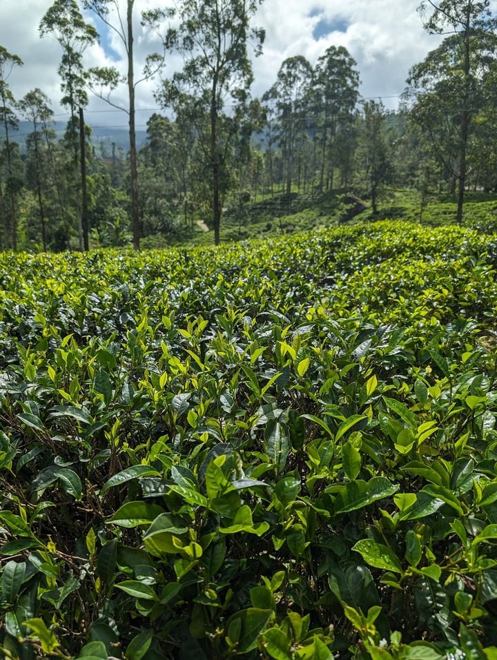 Lush green tea plantation field.