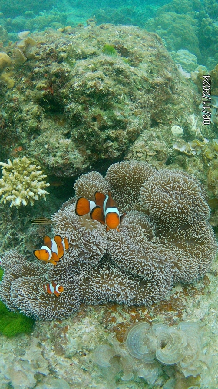 Image sous-marine de poisson-clown avec des coraux.