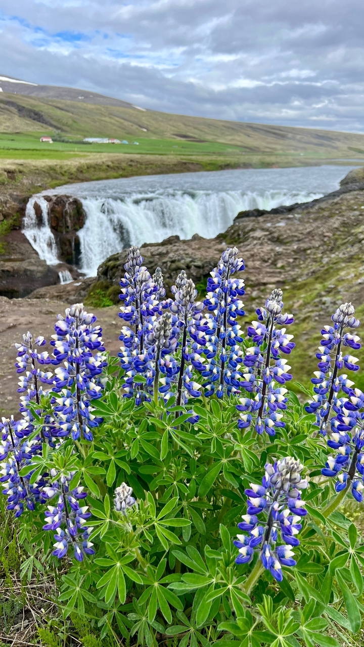 Close-up of lupines with a waterfall in the background.