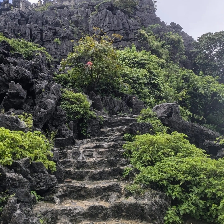 Stone staircase surrounded by lush greenery.