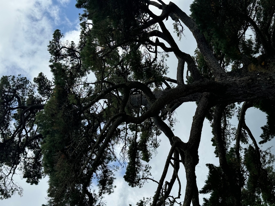 View looking up to a dense tree canopy with intricate branches.