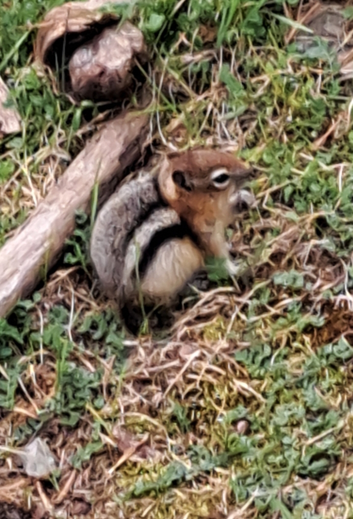 Close-up of a small chipmunk on grassy ground.