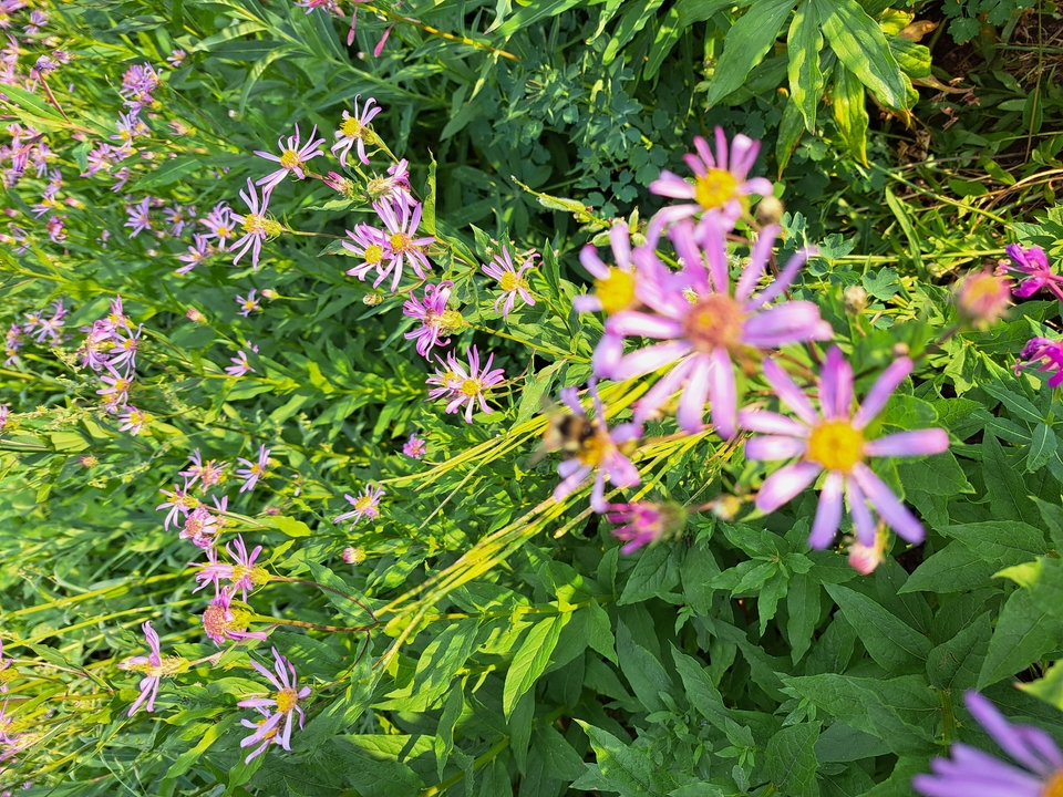 Close-up of purple flowers among lush greenery.