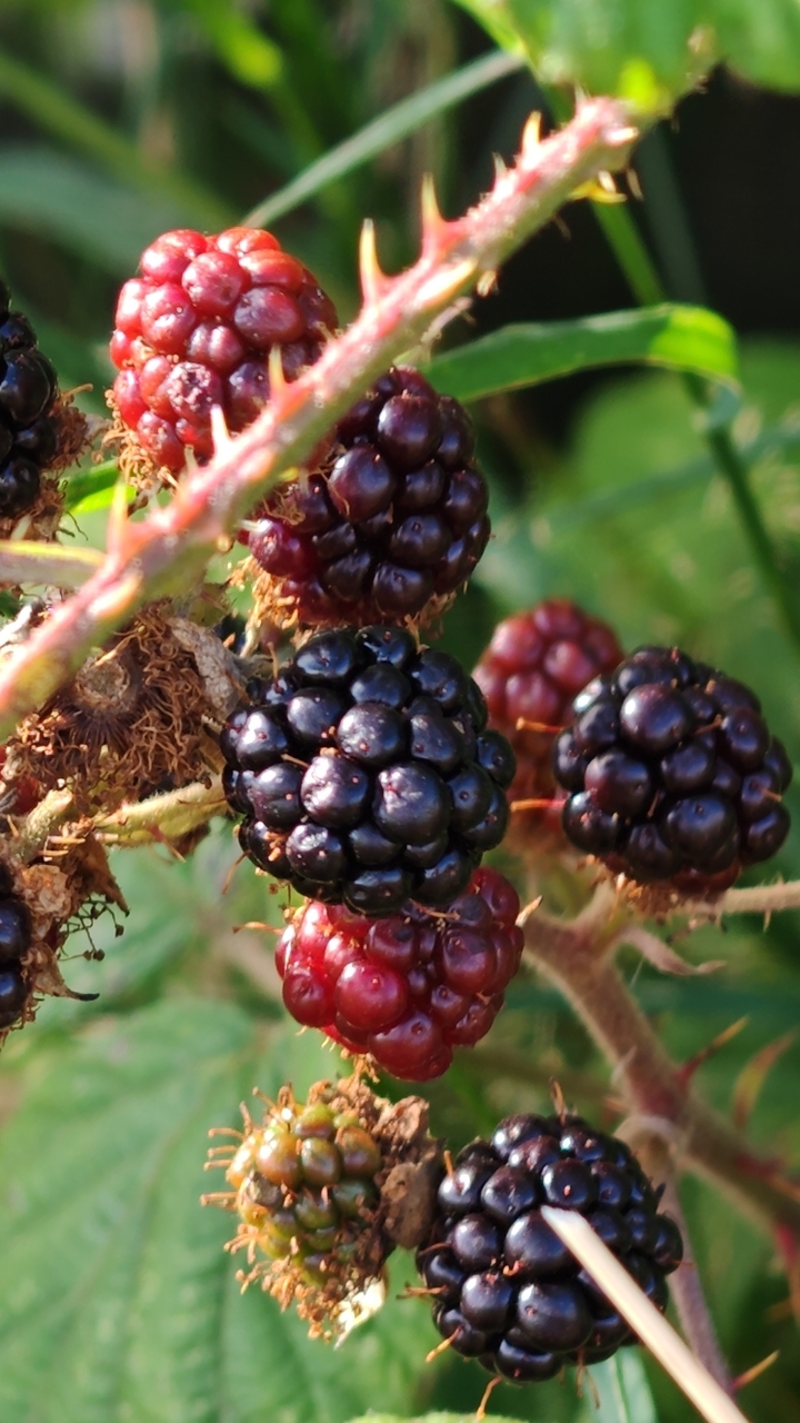 Close-up of ripe blackberries on a bush.