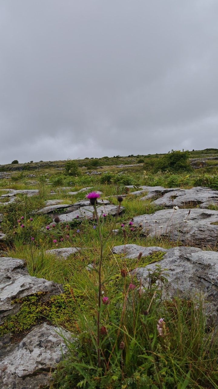A rocky landscape with wildflowers.