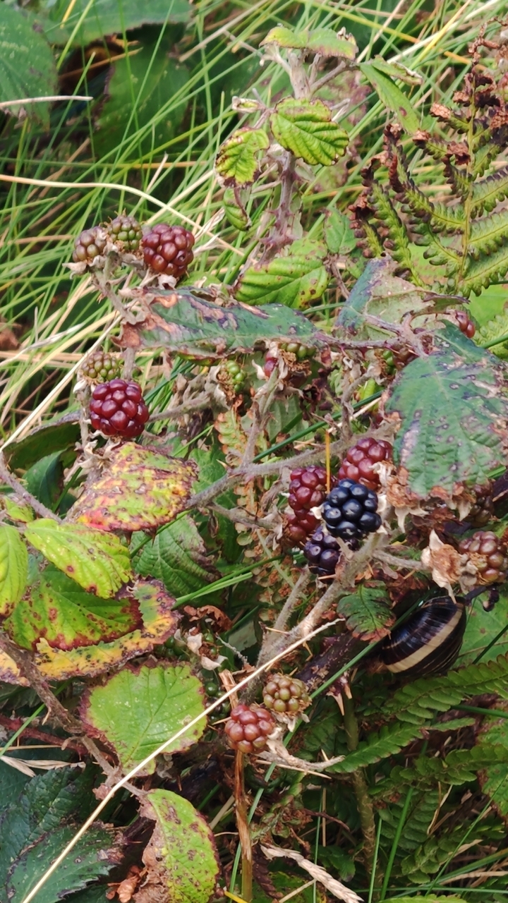 Ripe and unripe blackberries on a bush.