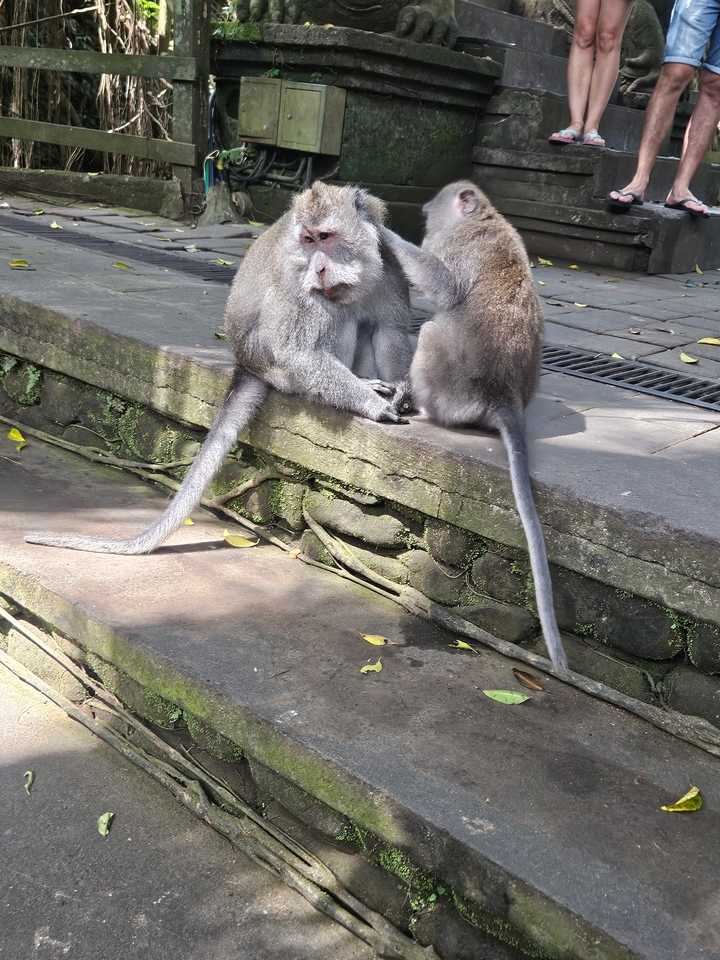 Two monkeys sitting on a stone surface in a natural setting
