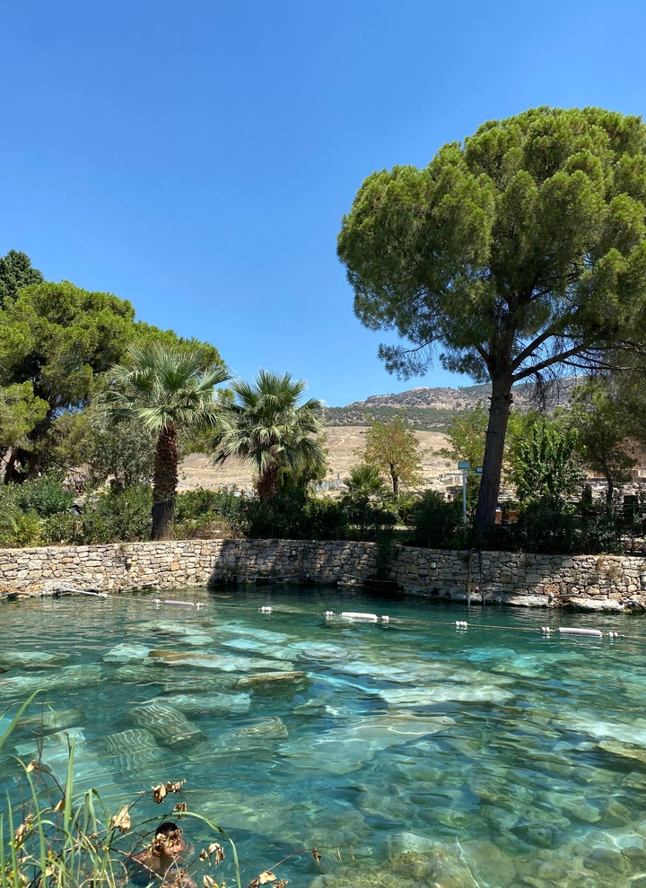 Zone de jardin luxuriante avec des palmiers et un petit bassin.