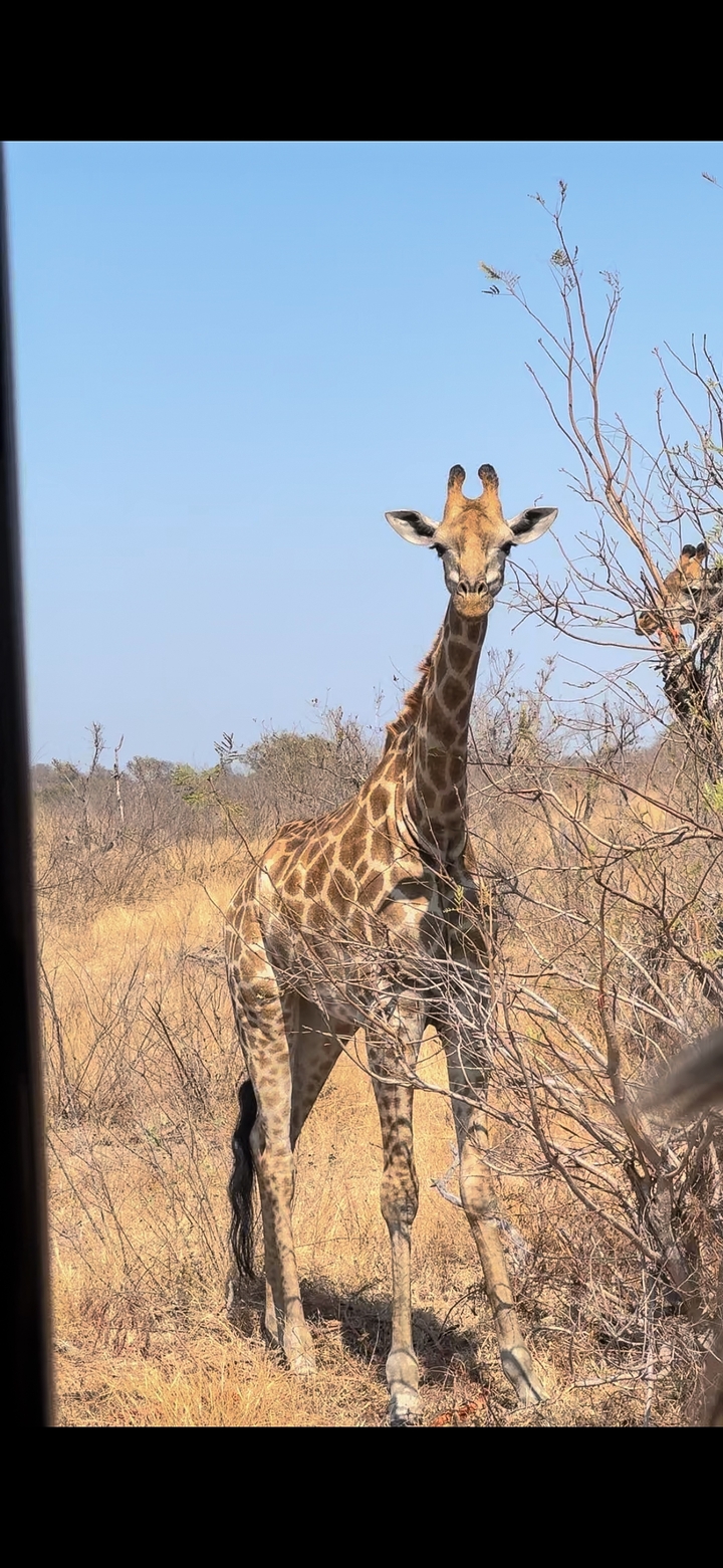 Giraffe standing among sparse trees, clear blue sky.