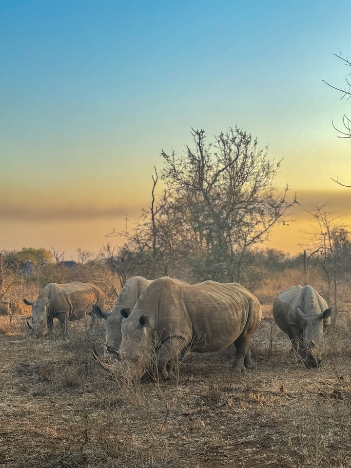 White rhinos grazing in dry savannah at sunset, dusty atmosphere.