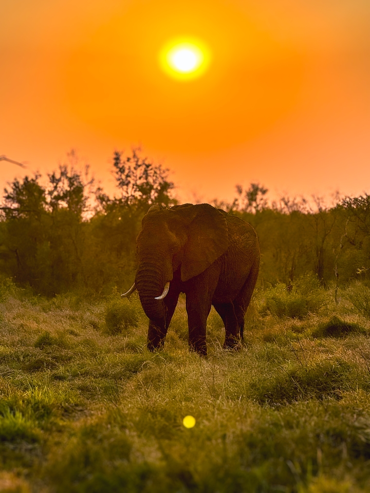 Silhouette of an elephant at sunset against a vibrant sky.