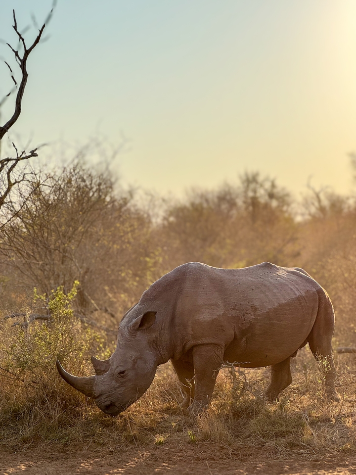 White rhino standing alone in dry bushveld, soft light.