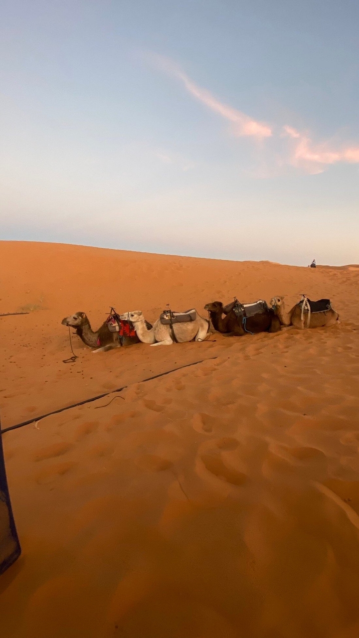 Des chameaux se reposant sur les dunes de sable dans le désert.