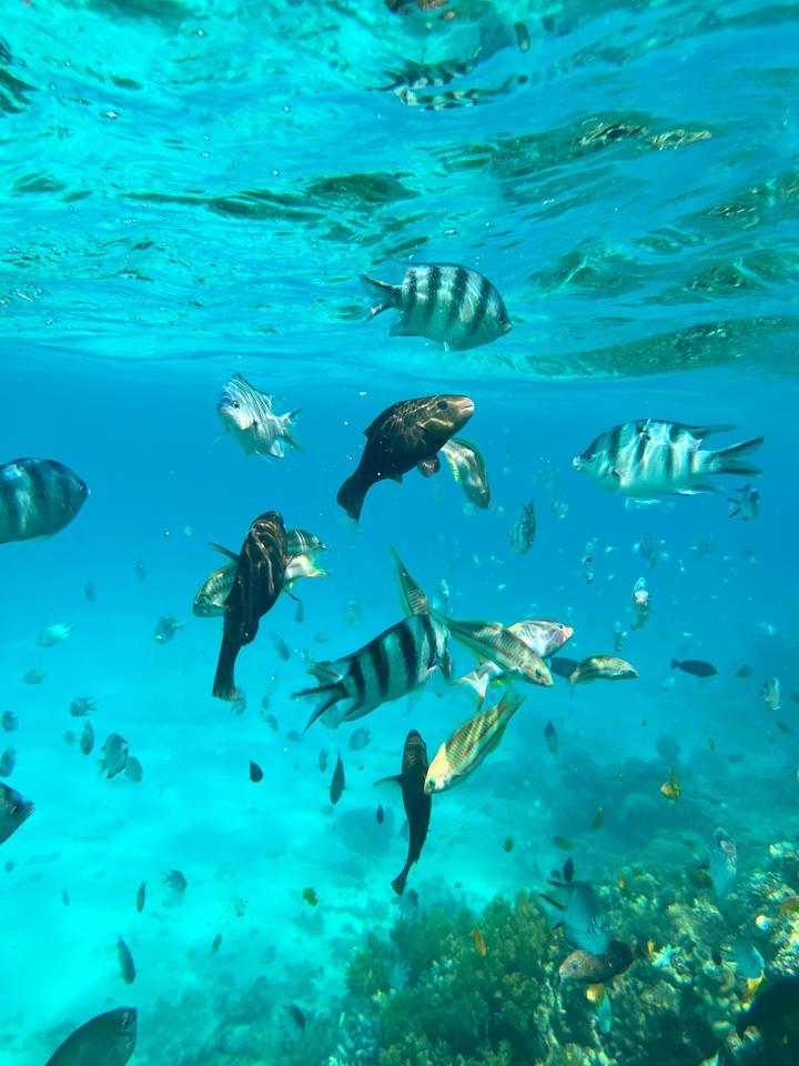 Colorful fish swimming in clear blue water.