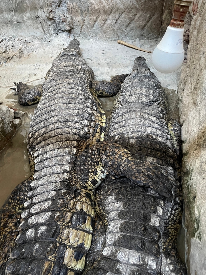 Close-up of crocodiles resting.